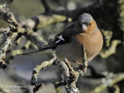 COMMON CHAFFINCH male