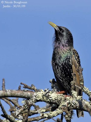 COMMON-STARLING - STURNUS VULGARIS - ETOURNEAU SANSONNET