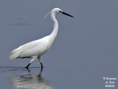 LITTLE EGRET