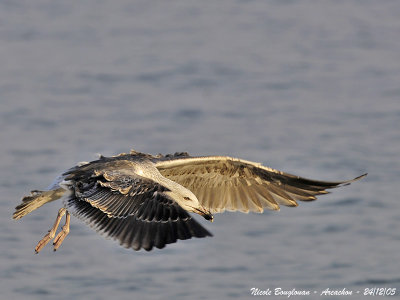 GREAT-BLACK-BACKED-GULL juv