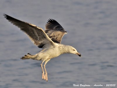 GREAT-BLACK-BACKED-GULL juv