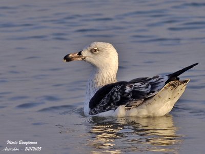 GREAT-BLACK-BACKED-GULL juv