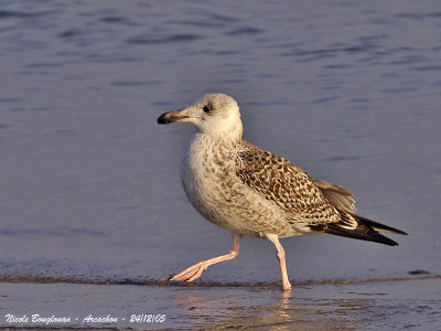 GREAT-BLACK-BACKED-GULL juv