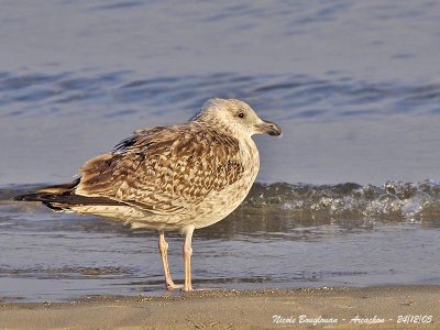 GREAT-BLACK-BACKED-GULL juv