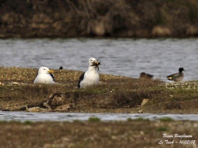 GREAT-BLACK-BACKED-GULL pair