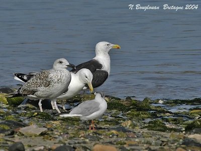 GREAT-BLACK-BACKED-GULL adults and juv