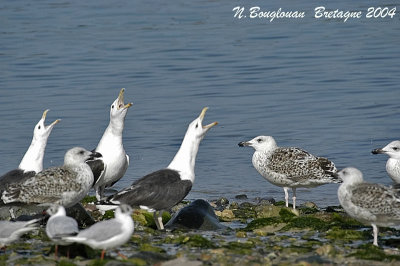 GREAT-BLACK-BACKED-GULL adults and juv