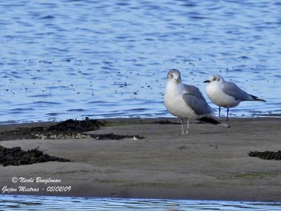 MEW GULL