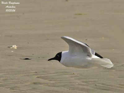 BLACK-HEADED GULL