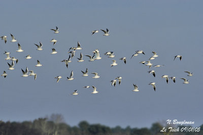 BLACK-HEADED GULL flock