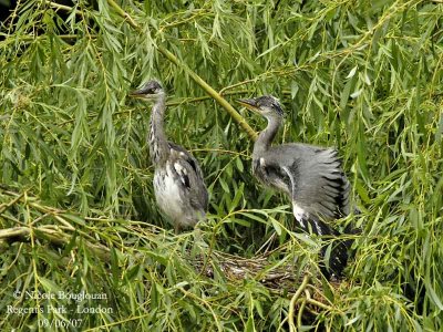Grey Herons juv at nest