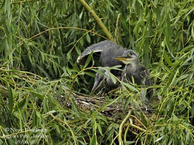 Grey Herons juv at nest