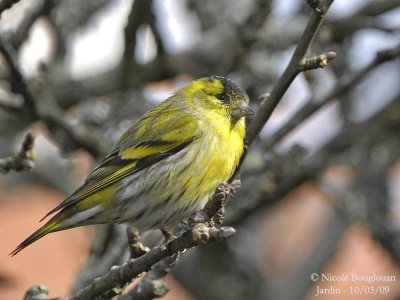 EURASIAN SISKIN male