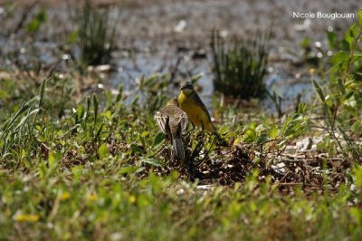 WESTERN YELLOW WAGTAIL and young