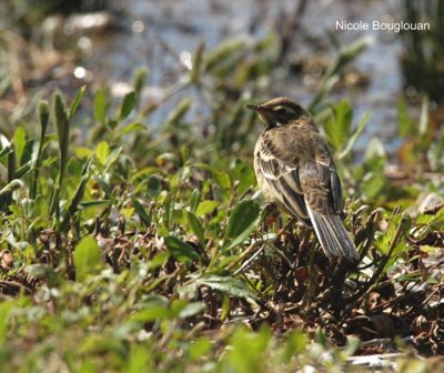  WESTERN YELLOW WAGTAIL young
