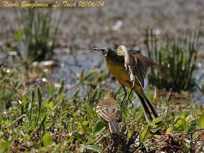 WESTERN YELLOW WAGTAIL and young