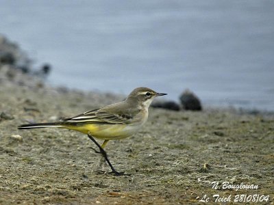 WESTERN YELLOW WAGTAIL First winter