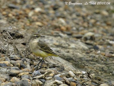 WESTERN YELLOW WAGTAIL First winter