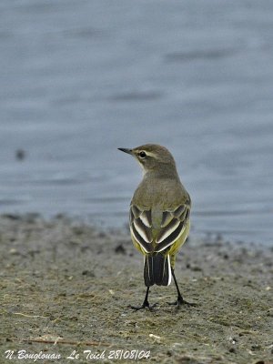 WESTERN YELLOW WAGTAIL First winter