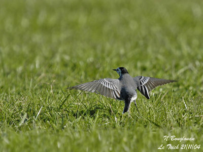 WHITE-WAGTAIL