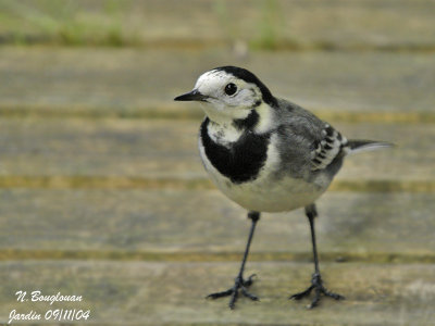 WHITE-WAGTAIL