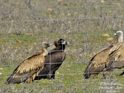 GRIFFON AND MONK VULTURES - GYPS FULVUS AND AEGYPIUS MONACHUS