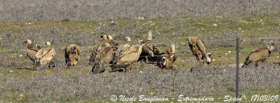 GRIFFON VULTURES