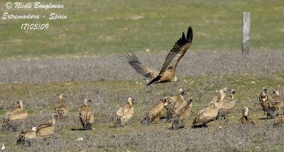 GRIFFON VULTURES