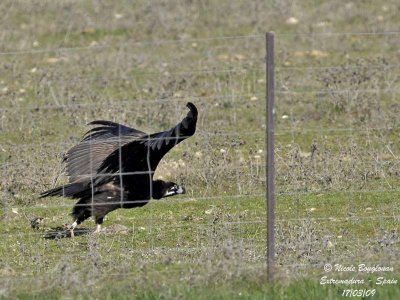 MONK VULTURE