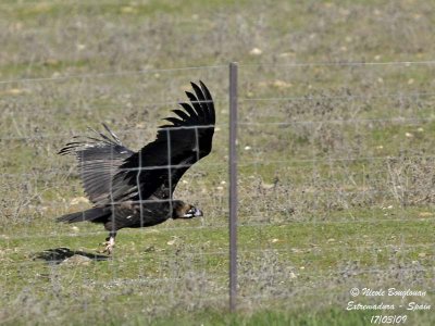 MONK VULTURE