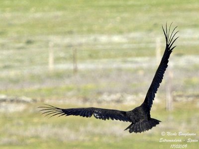 MONK VULTURE