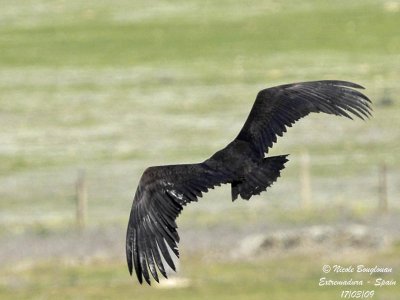 MONK VULTURE