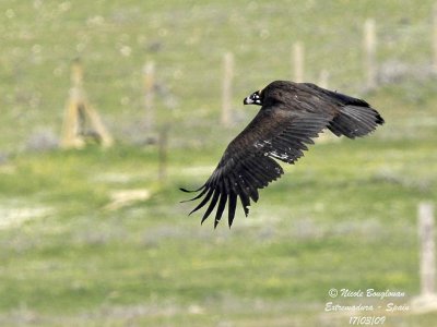 MONK VULTURE 9c.jpg