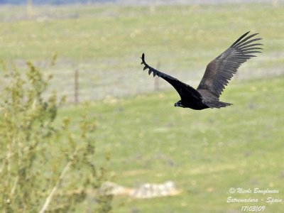 MONK VULTURE