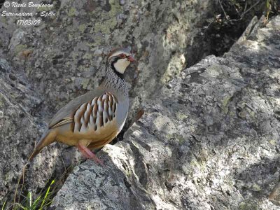 RED LEGGED PARTRIDGE