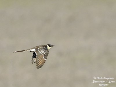 GREAT SPOTTED CUCKOO