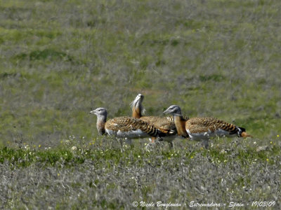 GREAT BUSTARDS