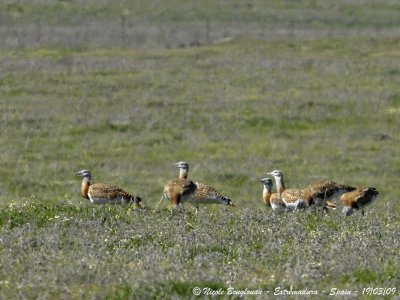 GREAT BUSTARDS