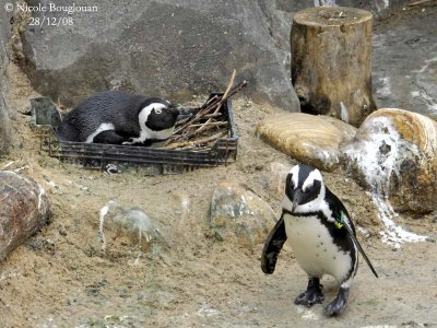 JACKAAS or AFRICAN PENGUIN