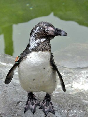 JACKAAS or AFRICAN PENGUIN