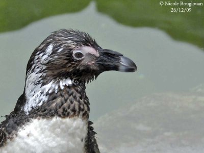 JACKAAS or AFRICAN PENGUIN - SPHENISCUS DEMERSUS - MANCHOT DU CAP