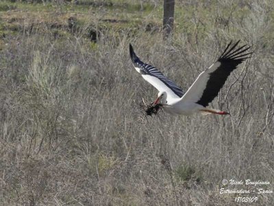 WHITE STORK