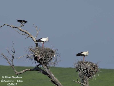 WHITE STORKS 2.jpg