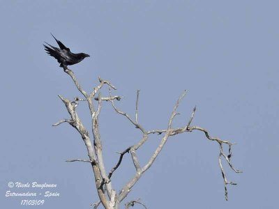 COMMON RAVEN