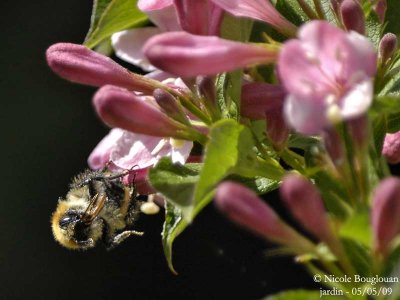 COMMON CARDER BUMBLEBEE - BOMBUS PASCUORUM - BOURDON ROUX