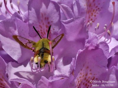 BROAD-BORDERED BEE HAWK-MOTH