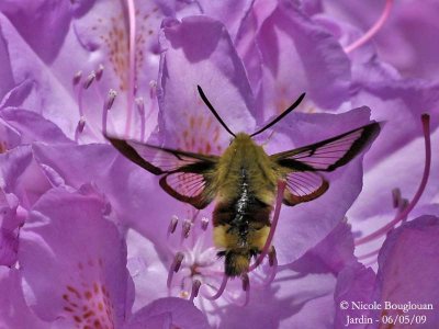 BROAD-BORDERED BEE HAWK-MOTH