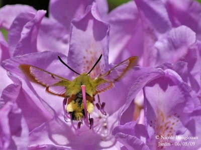 BROAD-BORDERED BEE HAWK-MOTH