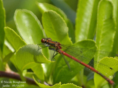 LARGE RED DAMSELFLY - PYRRHOSOMA NYMPHULA - NYMPHE AU CORPS DE FEU - male