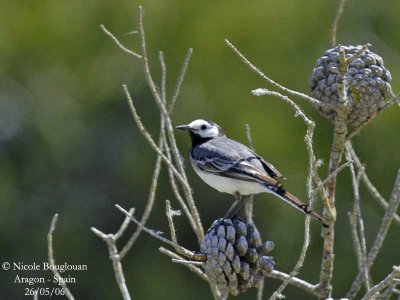 WHITE WAGTAIL